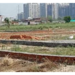 Residential Plots in Chi Phi Greater Noida